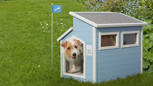 Bauen für Hunde.jpg